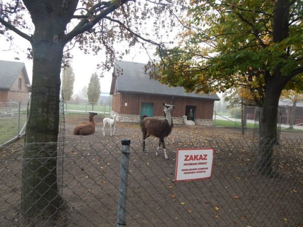 Зоопарк в Замості: погляд з Луцька. ФОТО