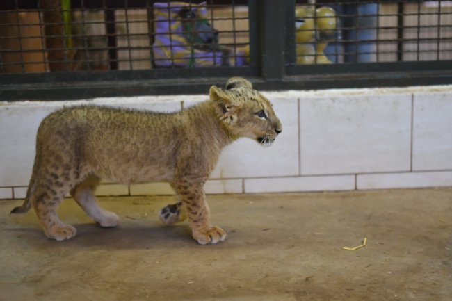 Попередньому власнику її подарували: у Луцькому зоопарку замешкала левичка Лана. ФОТО 