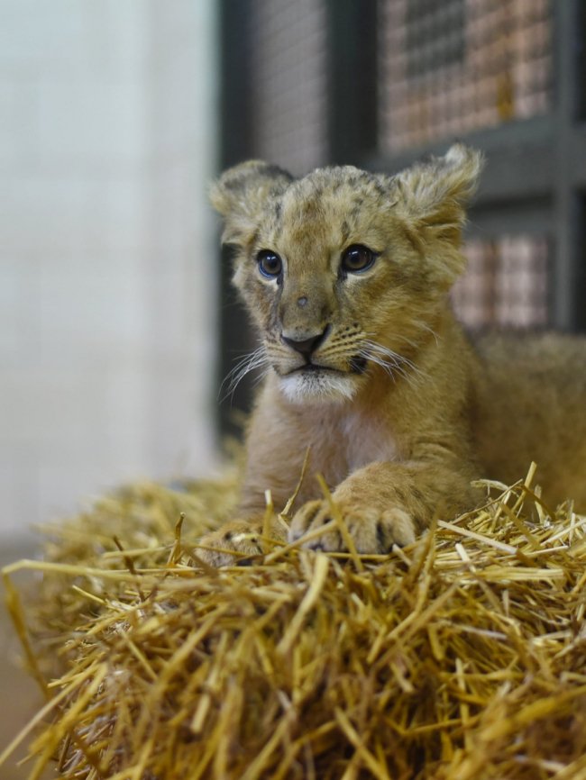 Попередньому власнику її подарували: у Луцькому зоопарку замешкала левичка Лана. ФОТО 