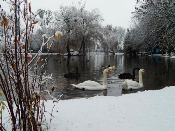 Як мешканці луцького зоопарку зустріли перший сніг. ФОТО