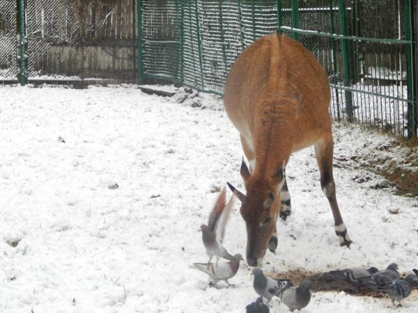 Як мешканці луцького зоопарку зустріли перший сніг. ФОТО