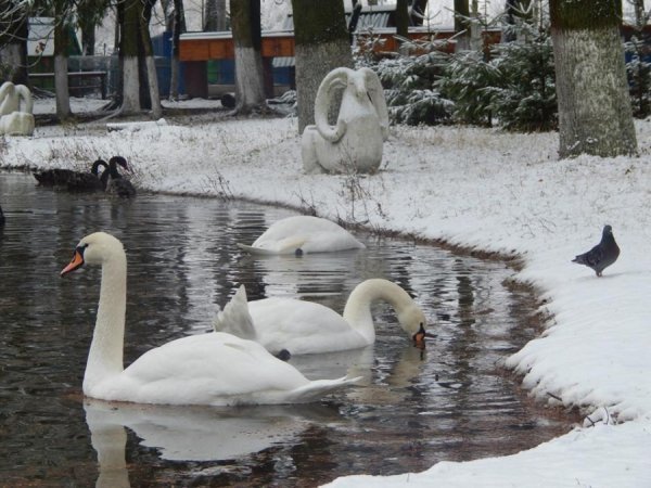 Як мешканці луцького зоопарку зустріли перший сніг. ФОТО