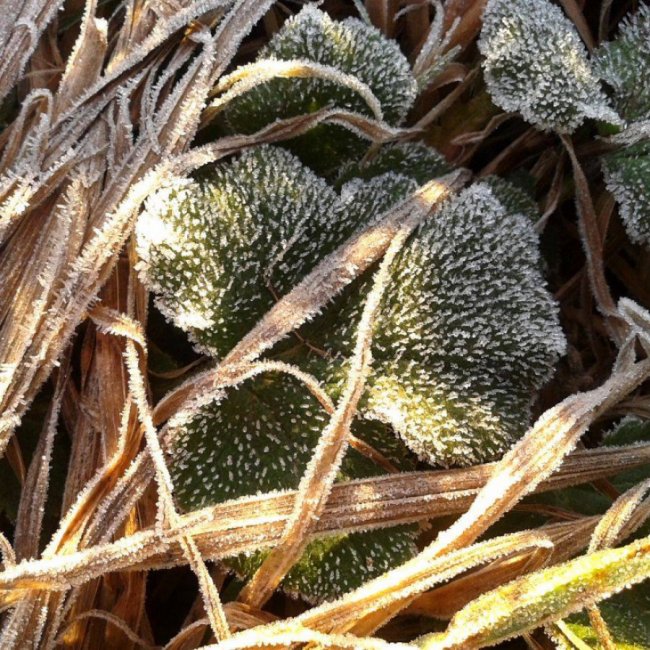 Краса волинської зими. ФОТО