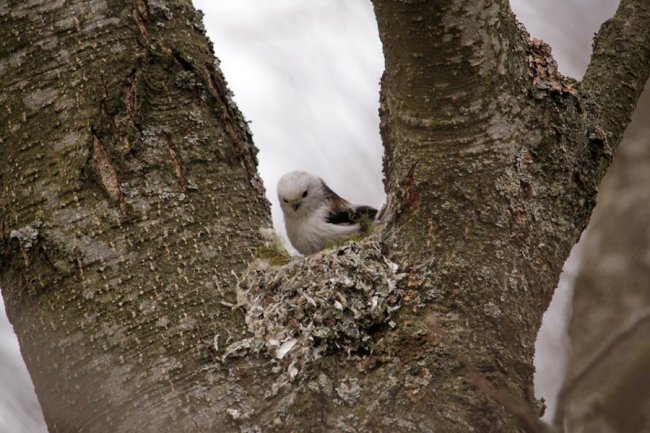 Дивовижна мить: волинський фотограф упіймав синиць за майструванням гнізда. ФОТО
