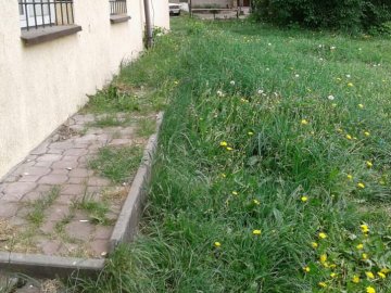 Попереджають, а потім каратимуть: У Луцьку муніципали «воюють» з некошеною травою