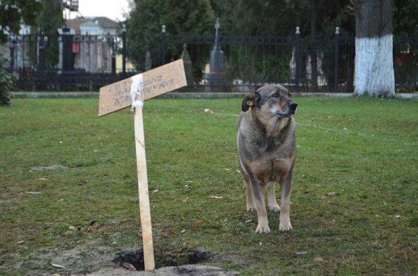 Студентський мітинг у Луцьку. ФОТО. ВІДЕО