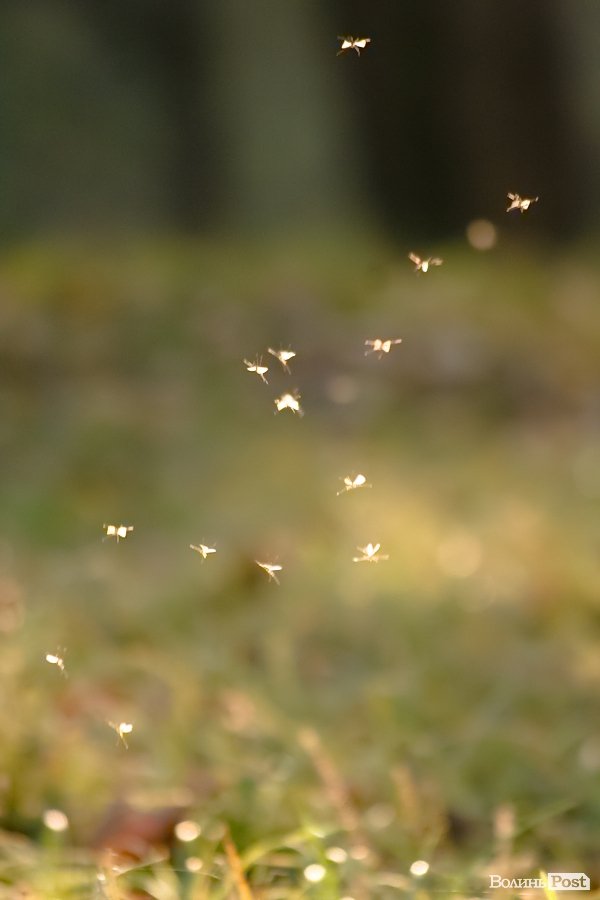 Початок осені у Луцьку. ФОТО