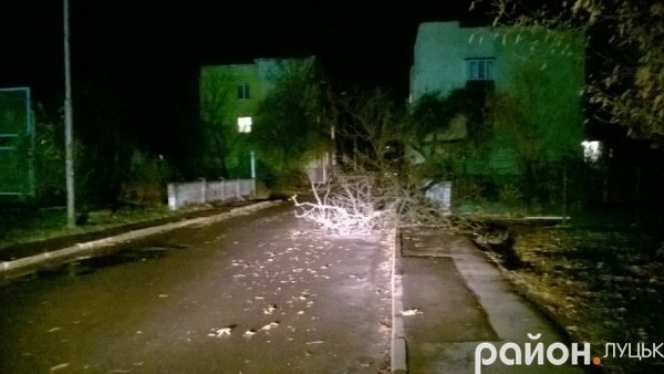 У Луцьку негода зламала дерево