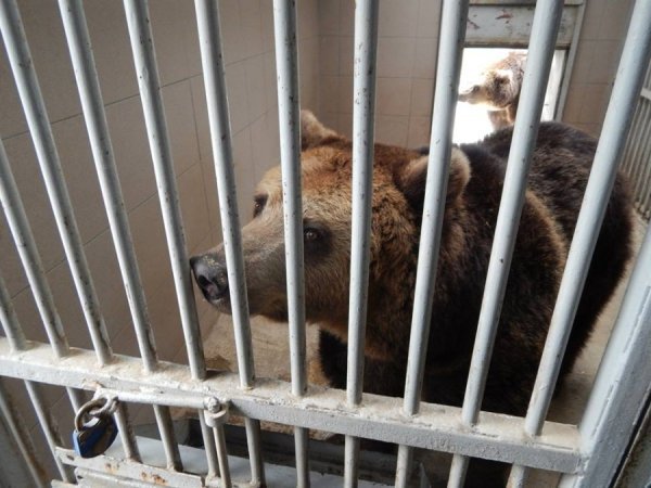 Зоопарк в Замості: погляд з Луцька. ФОТО