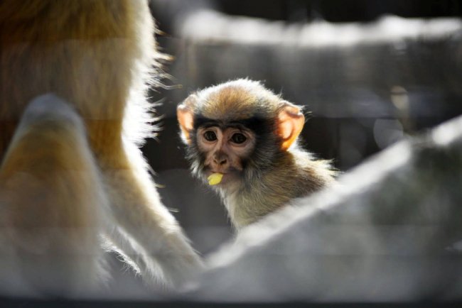 Пухнастики, тисячі тюльпанів і фотозони: луцький зоопарк запрошує в гості. ФОТО