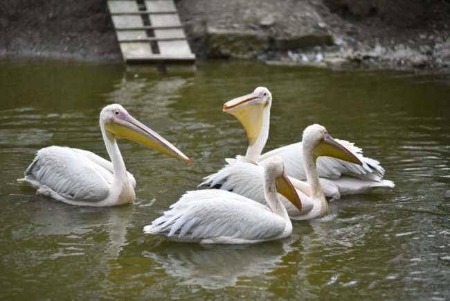 Пухнастики, тисячі тюльпанів і фотозони: луцький зоопарк запрошує в гості. ФОТО