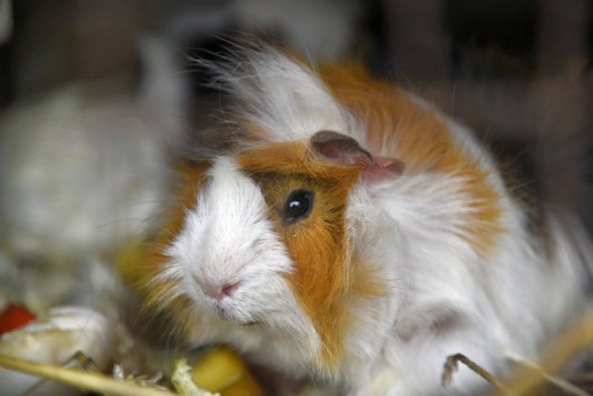 Пухнастики, тисячі тюльпанів і фотозони: луцький зоопарк запрошує в гості. ФОТО