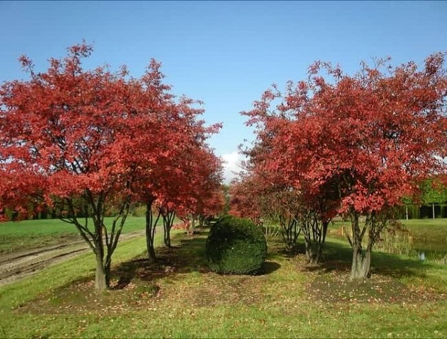 «Снігові» дерева, LED-ліхтарі: у центрі Луцька завершують новий сквер. ФОТО