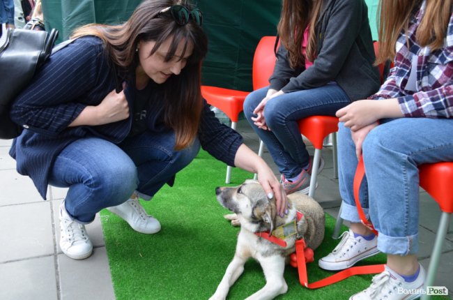 Фестиваль «Мокрі носики» біля луцького «Променя»: як безпритульним пухнастикам шукали дім. ФОТО