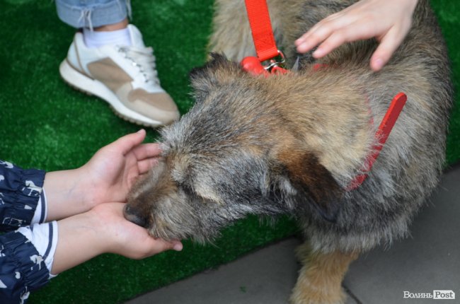 Фестиваль «Мокрі носики» біля луцького «Променя»: як безпритульним пухнастикам шукали дім. ФОТО