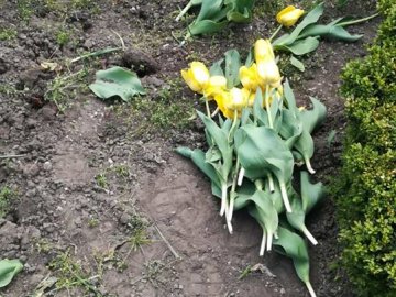 У Рівному за ніч чоловік по-варварськи знищив понад 1000 тюльпанів. ФОТО