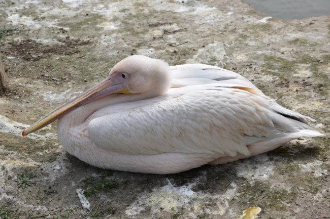 Хвороби, зайва вага і втрата шерсті: чому не можна годувати тварин у луцькому зоопарку