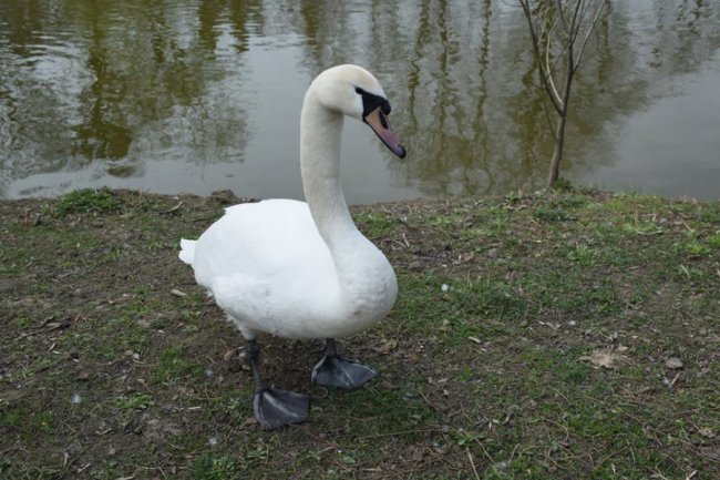 Хвороби, зайва вага і втрата шерсті: чому не можна годувати тварин у луцькому зоопарку