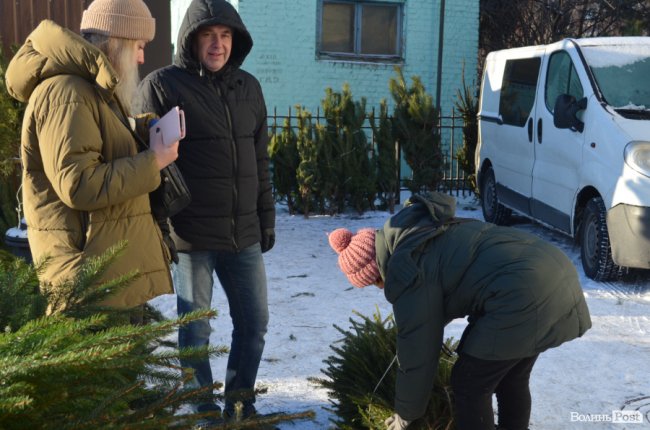 У скільки лучанам обійдуться ялинки та сосни. ФОТО