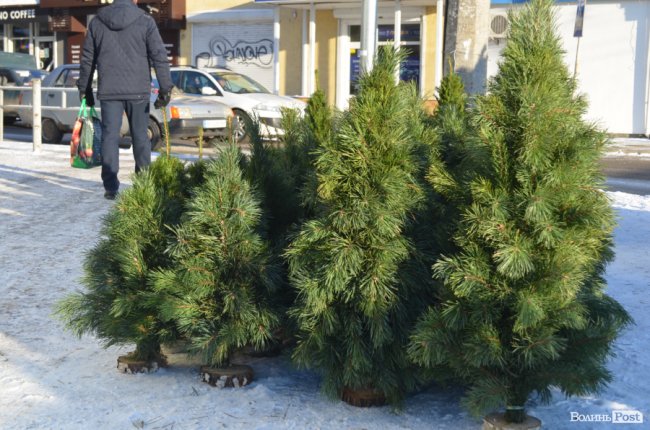 У скільки лучанам обійдуться ялинки та сосни. ФОТО