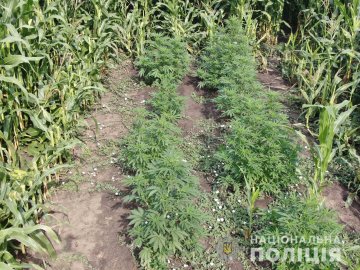 Правоохоронці знайшли поле конопель на Волині: власники заробляли 100 тисяч в місяць. ФОТО