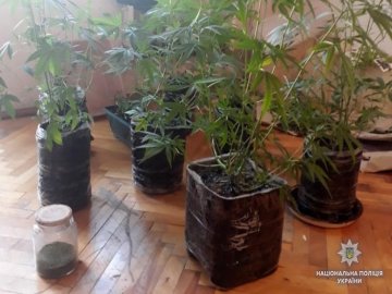 Лучанин на балконі багатоповерхівки вирощував марихуану. ФОТО