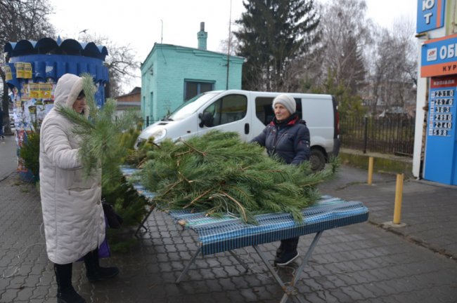 Скільки коштують живі ялинки та сосни на Старому ринку