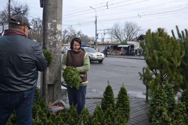 Скільки коштують живі ялинки та сосни на Старому ринку