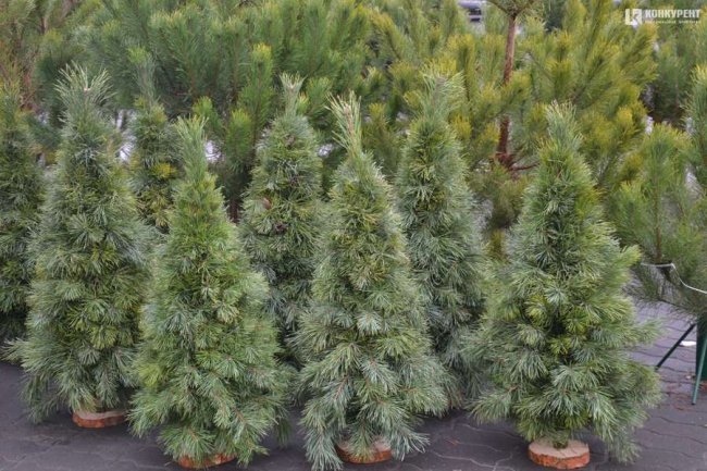 Скільки коштують живі ялинки та сосни на Старому ринку