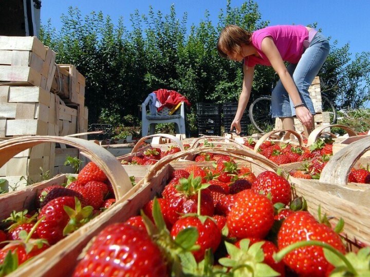 Скільки на Волині можна заробити на зборі полуниці?