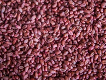 Волинянин, який викрав 9 мішків протруєної пшениці, заплатить штраф