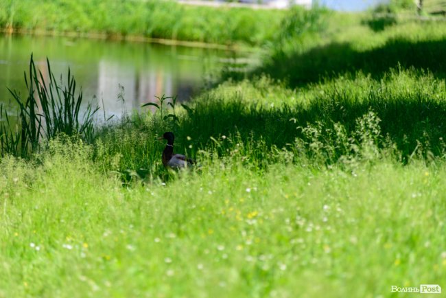 Літній день у центральному парку Луцька. ФОТОРЕПОРТАЖ