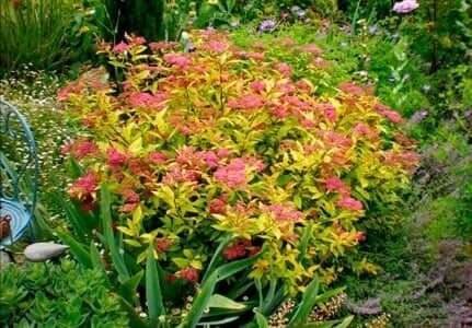 «Снігові» дерева, LED-ліхтарі: у центрі Луцька завершують новий сквер. ФОТО