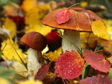 Отруїлась грибами: у лікарні померла 19-річна дівчина