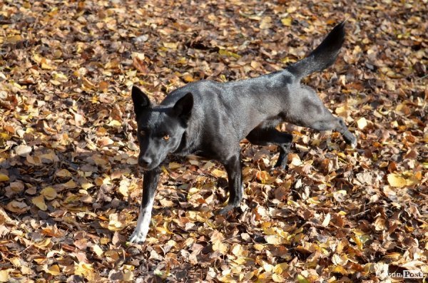 У Луцьку легкоатлети боролись за право виступати на Чемпіонаті Європи.ФОТО 