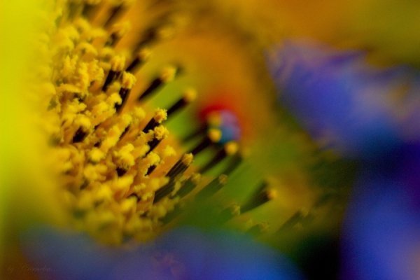 Фотовиставка Ольги Абрамової