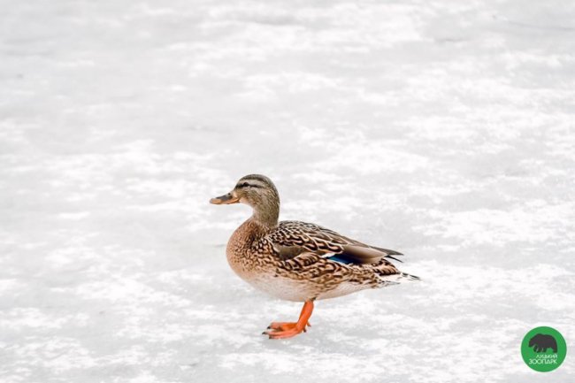Звірята луцького зоопарку – в очікуванні весни. ФОТО