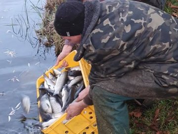 В канали у луцькому парку випустили 600 кілограмів білого амура