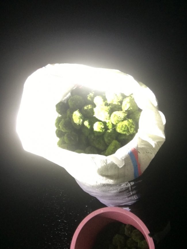 На Волині браконьєри виловлюють рідкісні водорості з озера Світязь. ФОТО