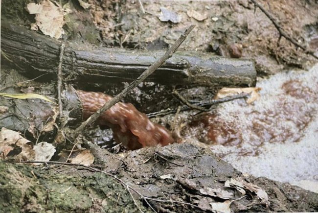 Сморід та шкідливі речовини: на Волині м'ясокомбінат забруднив землю відходами. ФОТО