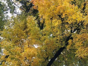 На Волині очікують на короткочасне «бабине літо»