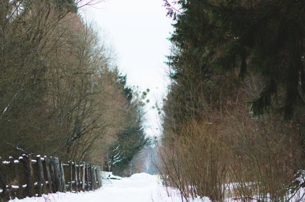 Як у казці: неймовірні фото «Цуманської пущі»