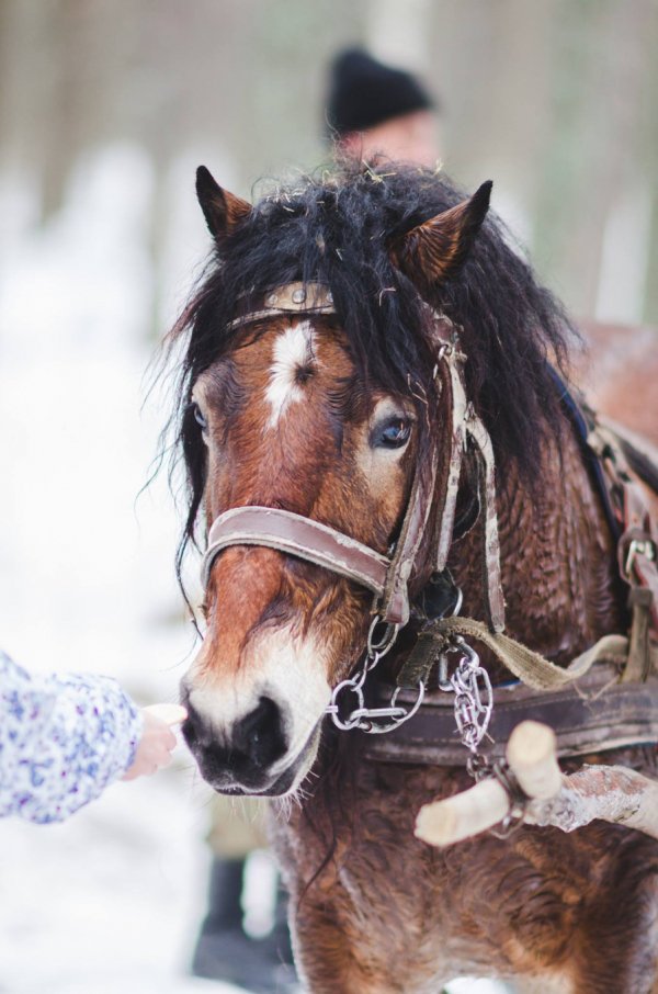 Як у казці: неймовірні фото «Цуманської пущі»