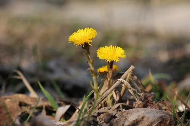 У «Цуманській пущі» зафіксували рідкісних тварин та рослин. ФОТО