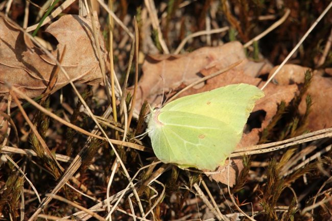 У «Цуманській пущі» зафіксували рідкісних тварин та рослин. ФОТО