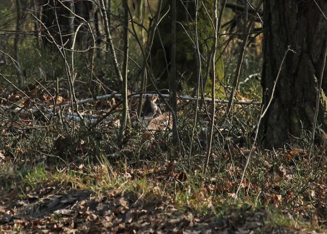 У «Цуманській пущі» зафіксували рідкісних тварин та рослин. ФОТО