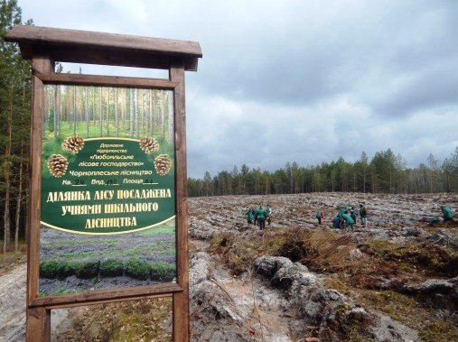 Лісокультурна кампанія в розпалі: показали, як заліснювали Любомльщину. ФОТО