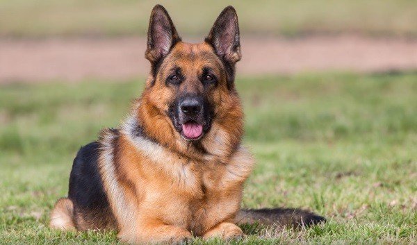 Завжди поруч: чому собака вірний друг протягом усього життя