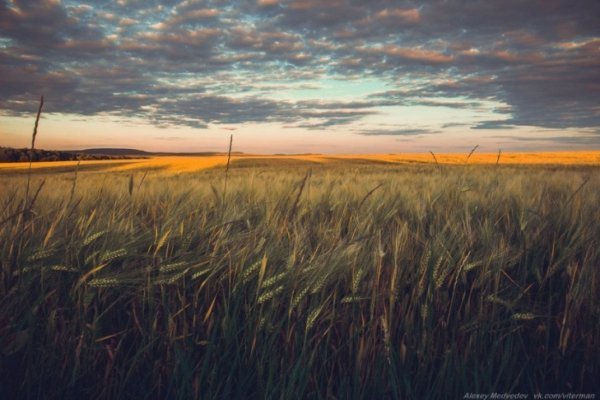 В Україні жнива: чому хліб наших бабусь – найсмачніший. ФОТО