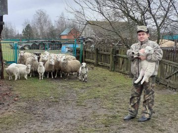 Господар з Волині розповів, чому займатись вівчарством стало не вигідною справою